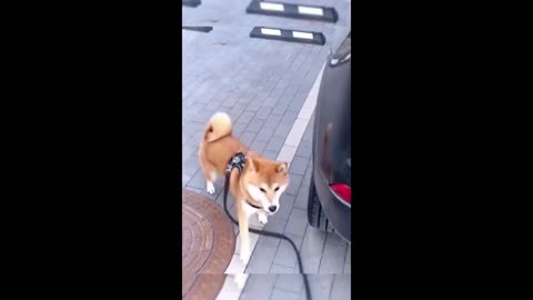 Funny animal videos 2025 - Funny cats/dogs - Funny animals -Part82/Haypyy Pett