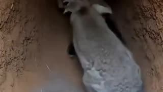 Mom rabbit takes on a fox trying to get to her babies