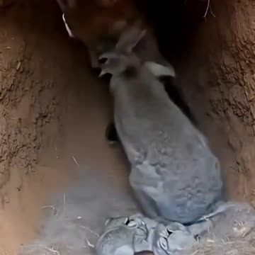 Mom rabbit takes on a fox trying to get to her babies