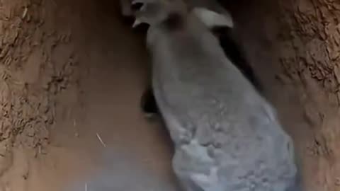 Mom rabbit takes on a fox trying to get to her babies