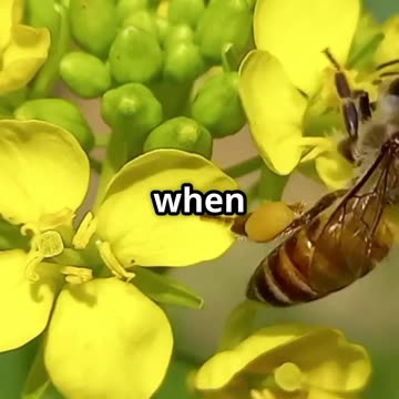The genius way bees protect crops naturally #farming #technology