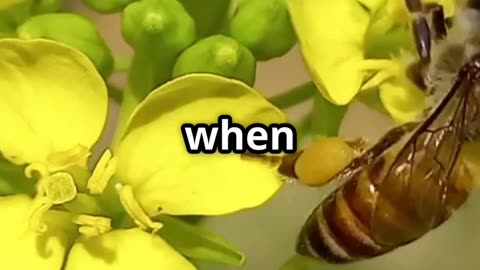 The genius way bees protect crops naturally #farming #technology