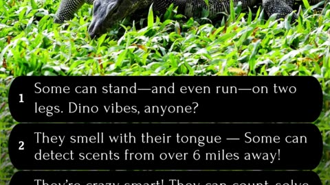 5 Fun Facts about Monitor Lizards #wildlifefacts #naturelovers #animallovers #lizardfacts