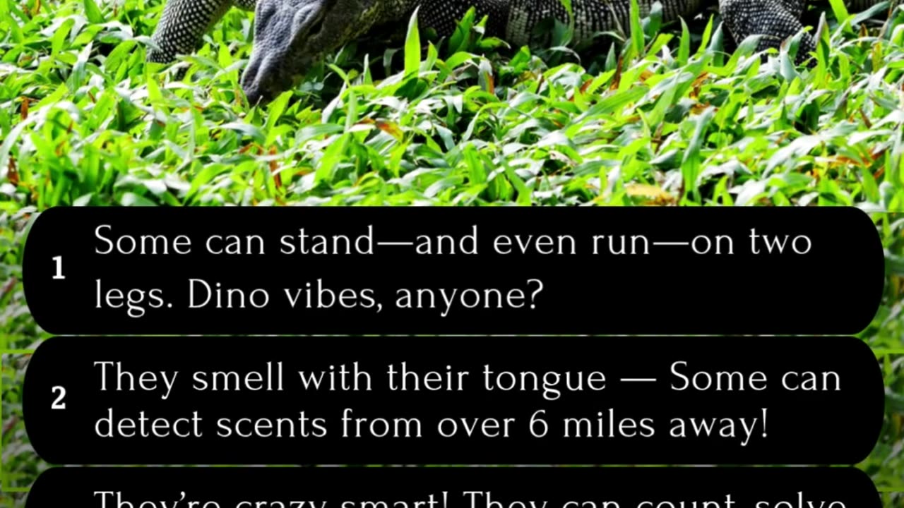 5 Fun Facts about Monitor Lizards #wildlifefacts #naturelovers #animallovers #lizardfacts