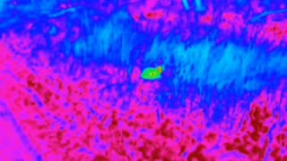 🇷🇺🐈 Ukraine Russia War | Russian Drone Operator Spots Cat on Night Patrol | RCF