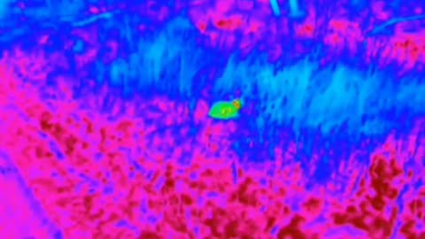 🇷🇺🐈 Ukraine Russia War | Russian Drone Operator Spots Cat on Night Patrol | RCF