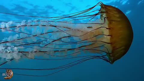 Jellyfish 🪼🪼, Wild animals Hindi, #wildanimals #wildlife #hindi
