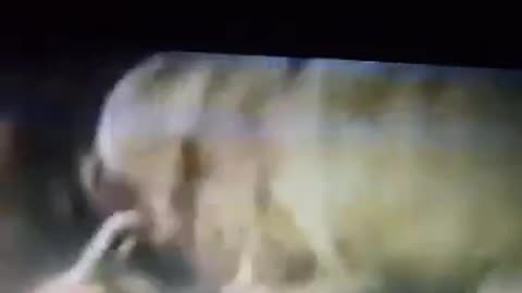Dogo argentino mauls puma