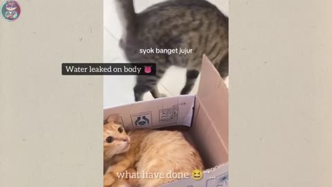 Funny cats and dogs 2025. Animal video