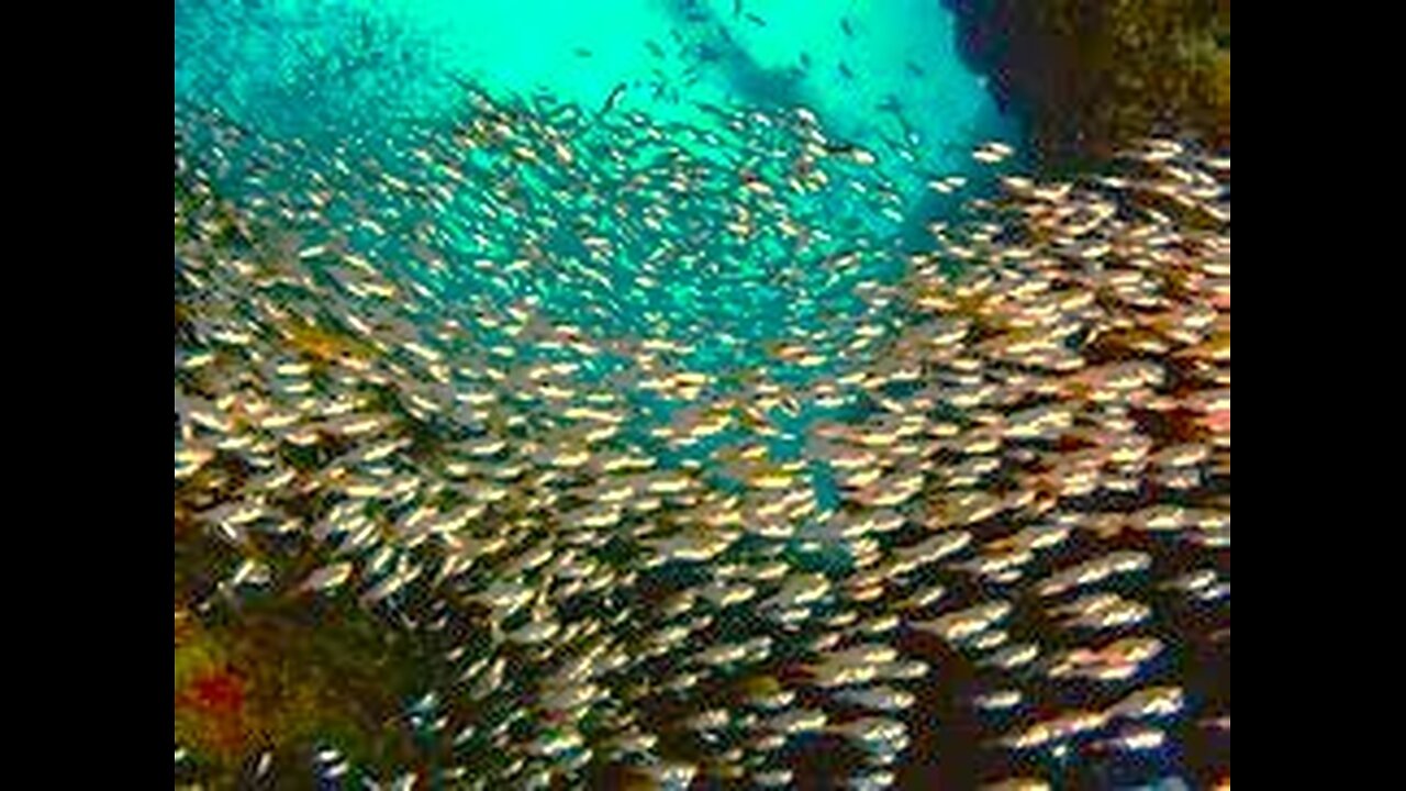 Like The Deep Sea / Sunctuary Church