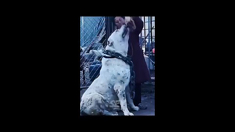 DOG TRANSFORMATIONS!💀
