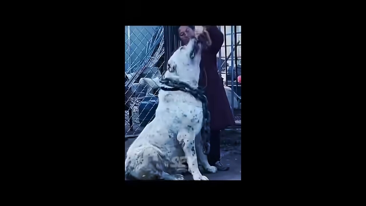 DOG TRANSFORMATIONS!💀
