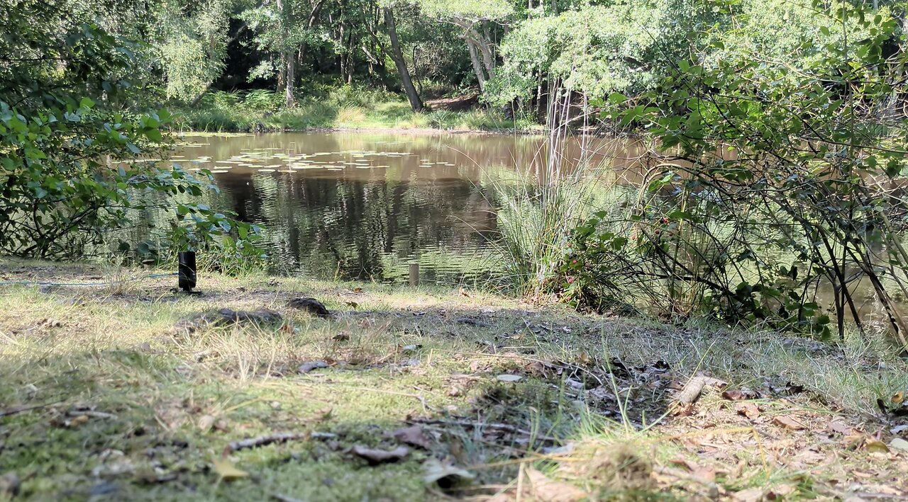 Monodruid (Live) Horsham — St. Leonard's Forest — Session 1 (12th August, 2025)