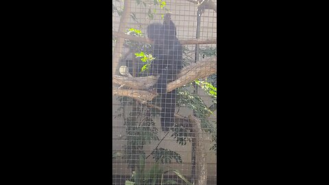 white-faced saki monkey