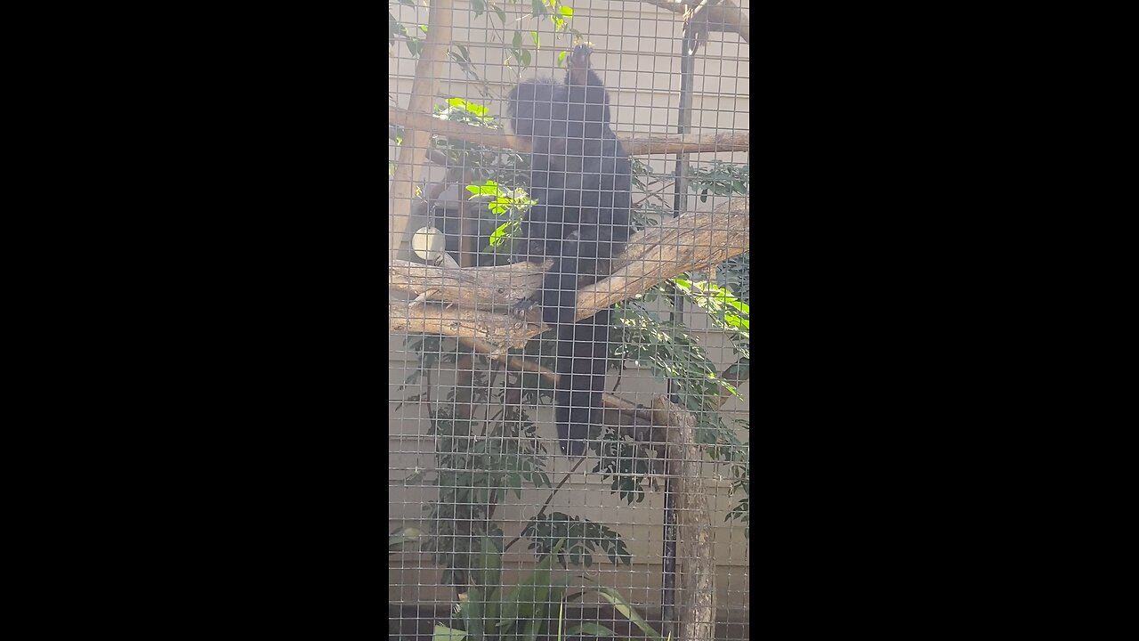 white-faced saki monkey