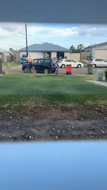 Australian kangaroos