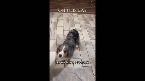 I Miss Them 🥰🐶🐾🐾