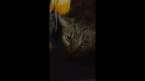 Cat Stress Level Checker Tool Online