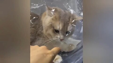 cute🥰 cat Funny 🤣Video Part6