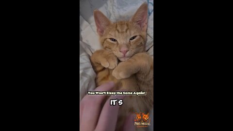 4 Reasons You’ll Regret Letting Your Cat Sleep Next to You 😱🐾 | #3 Is Wild!