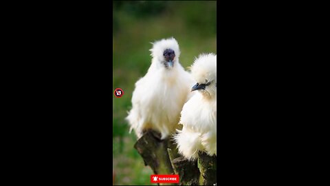 FAKTA UNIK!!! AYAM SILKIE...