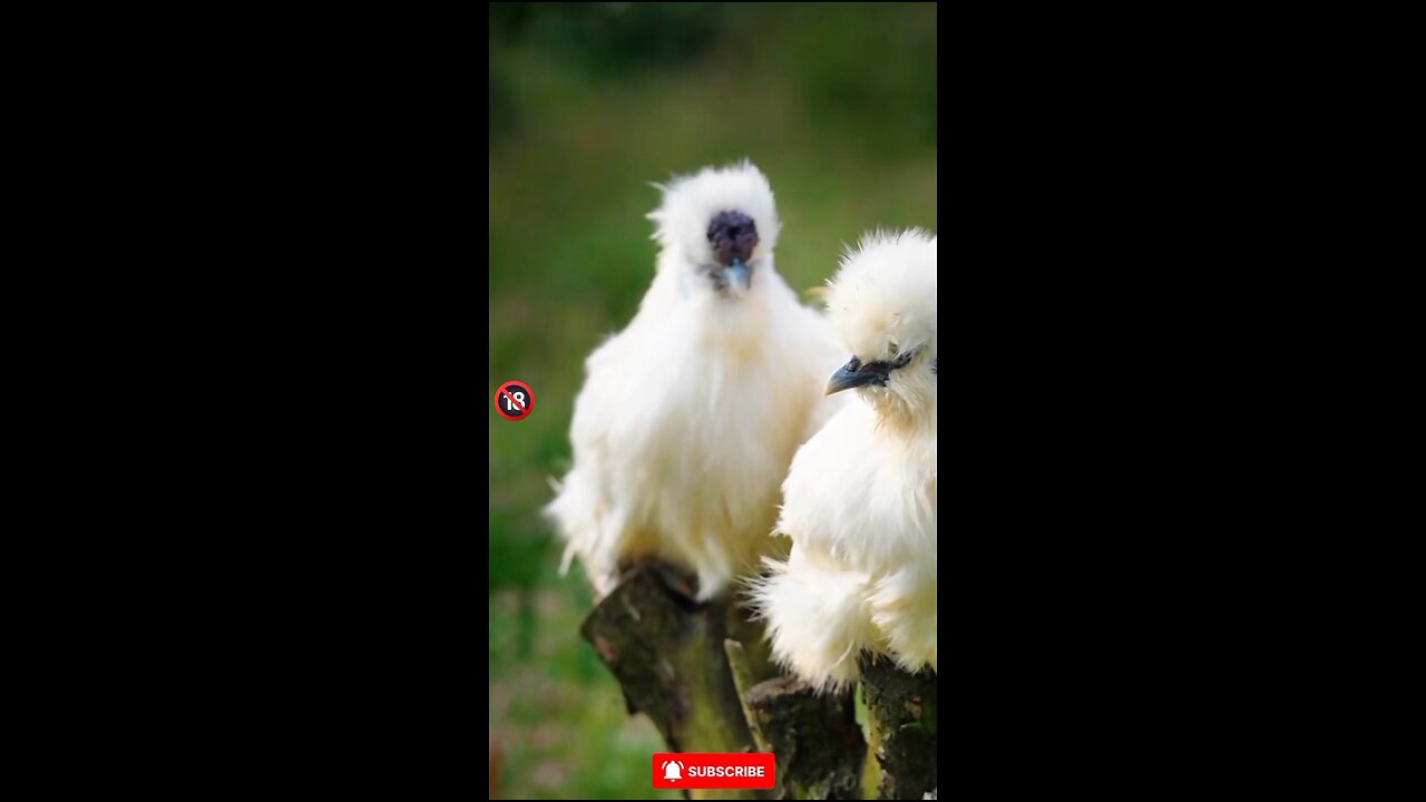 FAKTA UNIK!!! AYAM SILKIE...