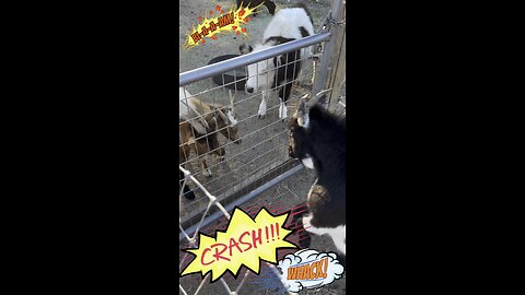 Goats Will Headbutt ANYTHING 😂🐐 (Even Through a Fence)