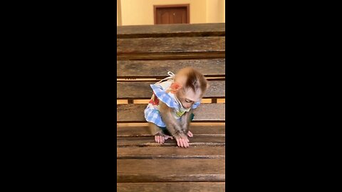 mini monkey 🐒🐒