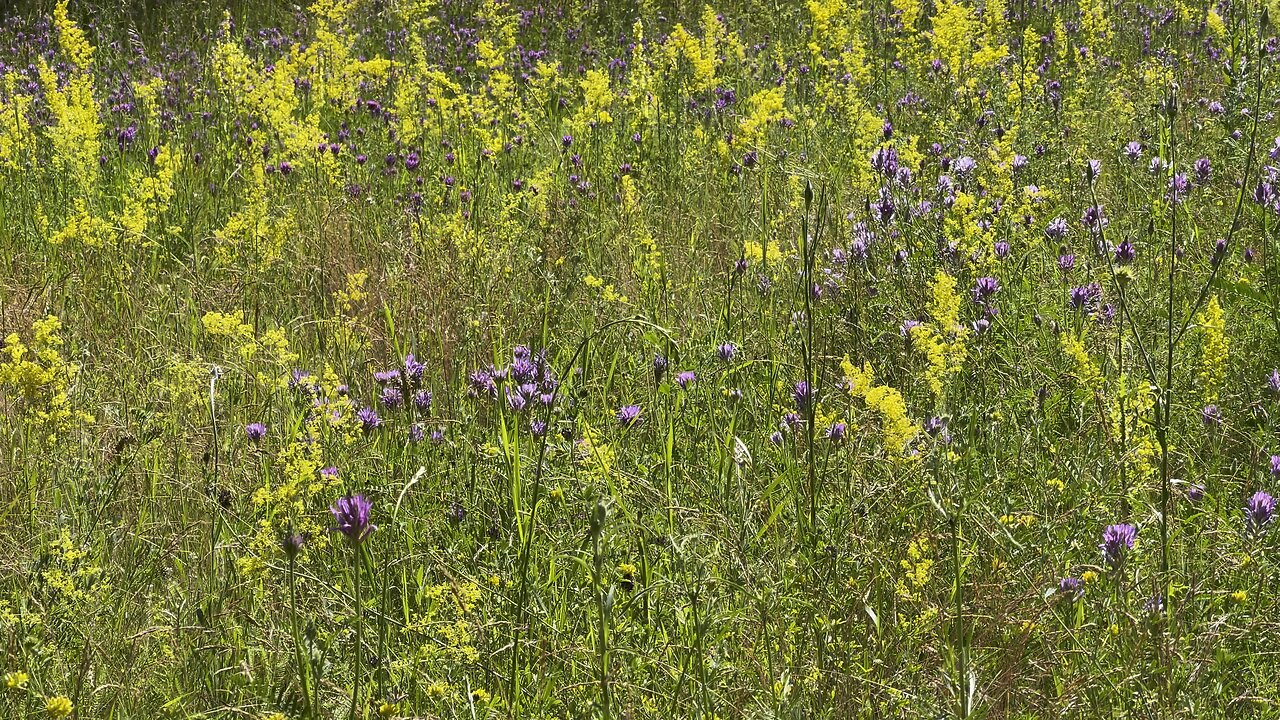 Buzzing of insects