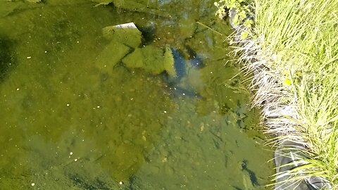 Catfish Spawning