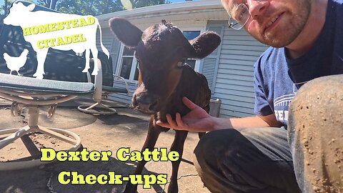 Small Farm Grit: Working Cattle, Freeze-Drying Garlic & Sausage, and Daisy's Rescue Update