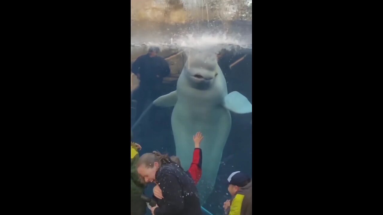 Beluga Whale Attack on Humans (with water) | Funny Zoo Animal Videos