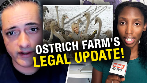 Ostrich farm lawyer gives update after federal appeal to stop CFIA cull of healthy birds