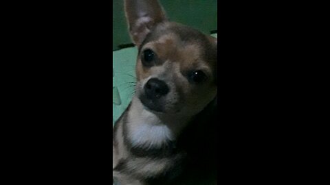 My Dog Staring at me
