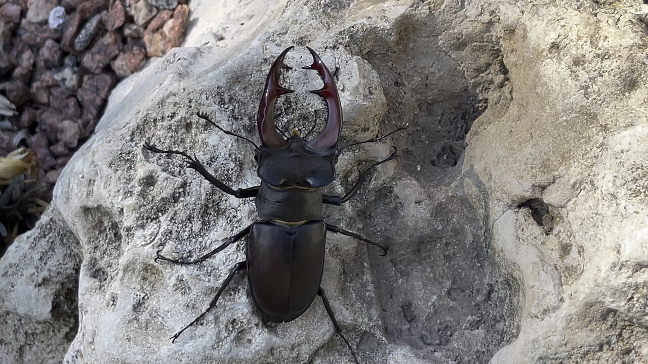 Stag beetle on a rock