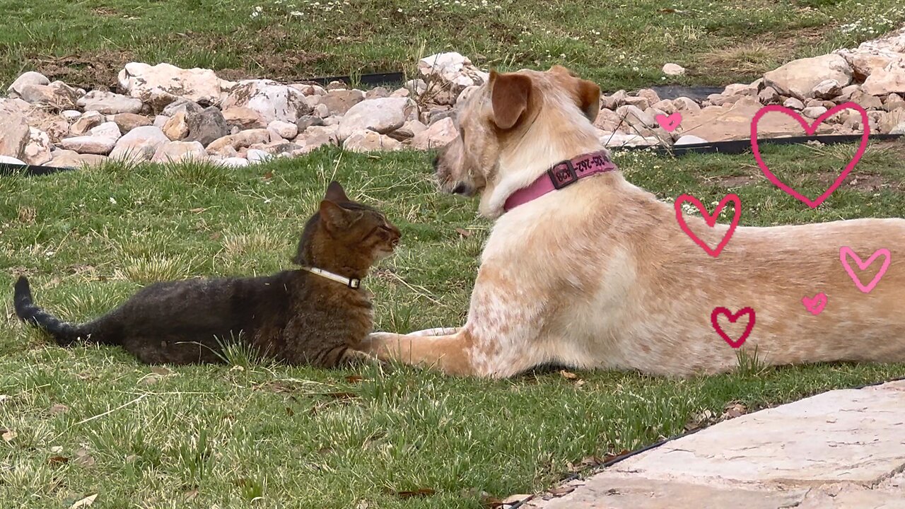 Love Has No Limits: A Three-Legged Cat and Her Dog Best Friend