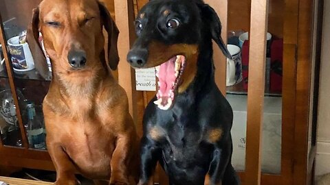 Miniature Dachshund Funny moment Videos compilation | Funniest Mini Dachshund Dogs Videos