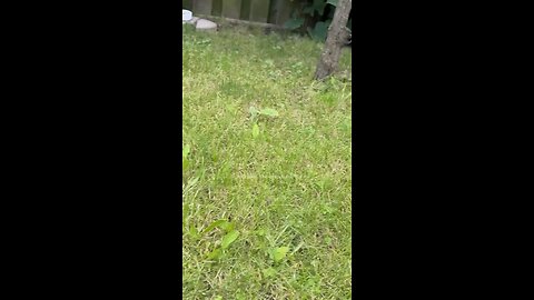 lovely animal