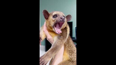 Exotic Animals That You Can Legally Own #shorts