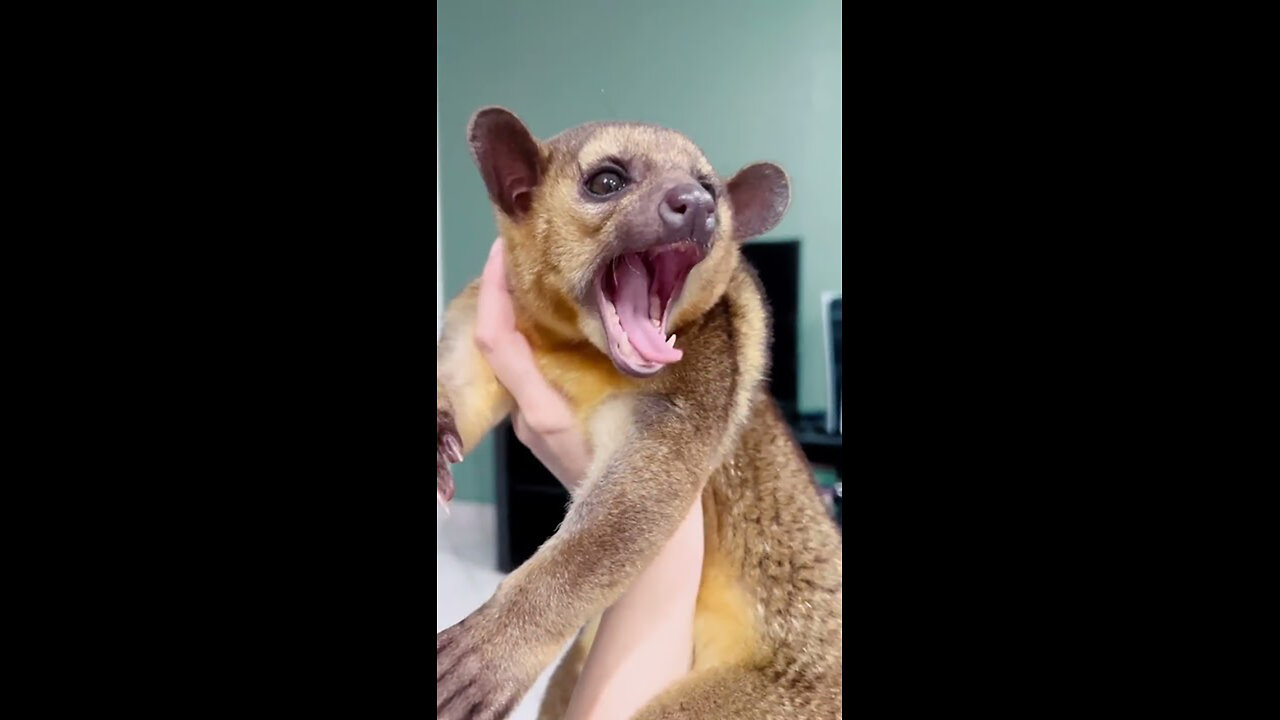 Exotic Animals That You Can Legally Own #shorts
