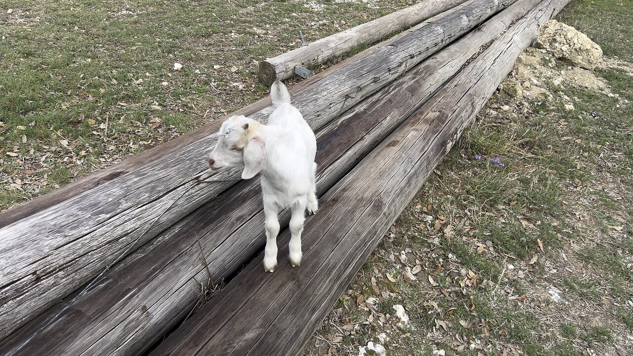 Here's the mini goats #minigoats