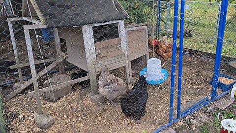 Integrating new birds to our flock.
