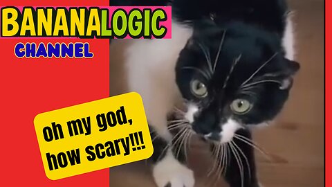 The Scaredy-Cats Club