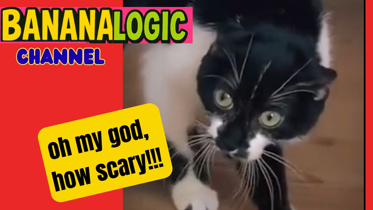 The Scaredy-Cats Club
