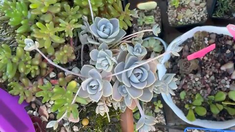 Outdoor sempervivum hardy succulent 2025