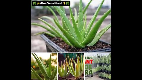 Aloe Vera in Your Backyard! ✨🌿 ✅ Natural First Aid