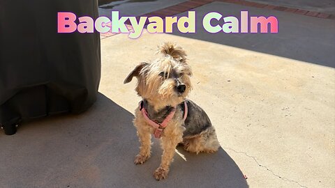 Slow Backyard Living | Garden, Birds & My Pup