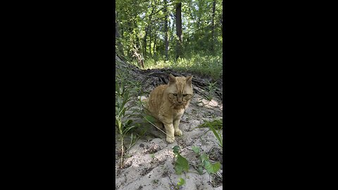 Cat in nature.