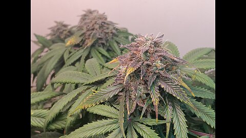 Mimosa cake week 13