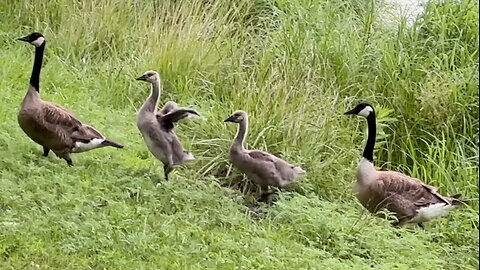 Family of Geese Coming Ashore